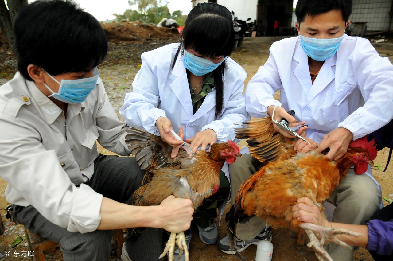 h7n9禽流感怎么防控,h7n9禽流感防控策略