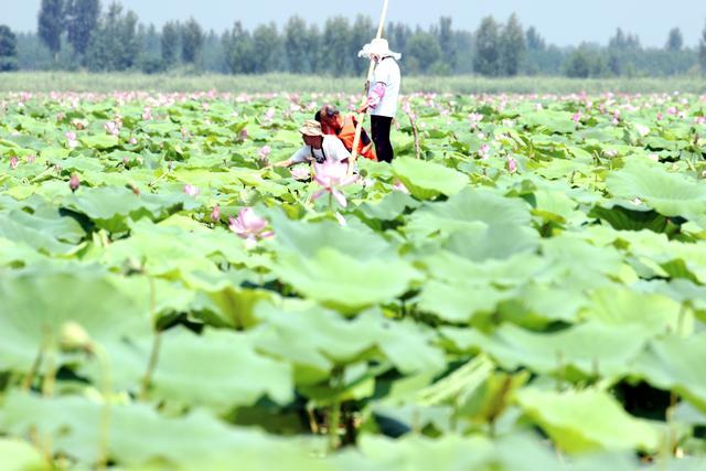 微山湖湿地荷花全景图,微山湖坐船赏荷花