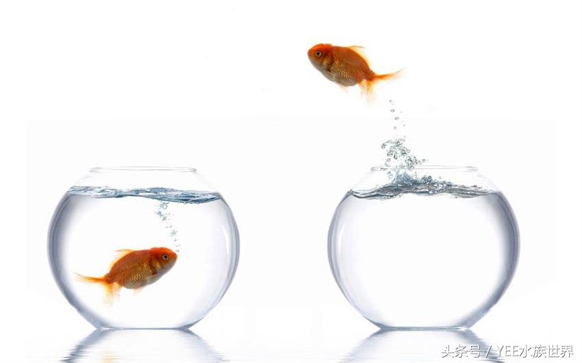 开缸养水没有捷径可走,生态缸养鱼开缸过程