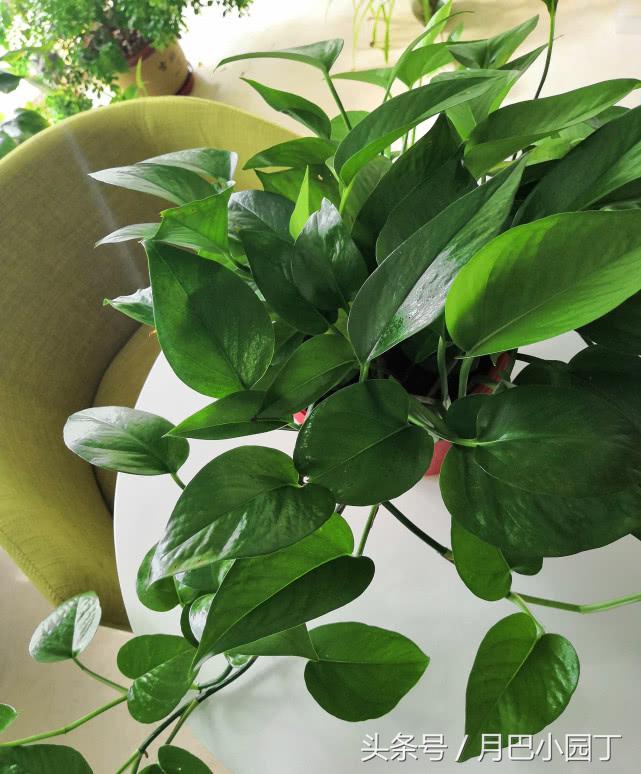 绿萝怎么养才能爆盆和爬满墙水养,绿萝这样养疯长如瀑布半月长爆盆