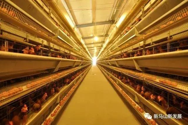 全省最大的蛋鸡文化休闲公园——长清普瑞“凤凰部落”即将面世