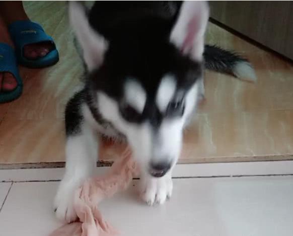 小二哈被女主人骂后白眼睛,小二哈咬主人的袜子