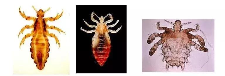 这个昆虫告诉我们人类何时开始穿上衣服？