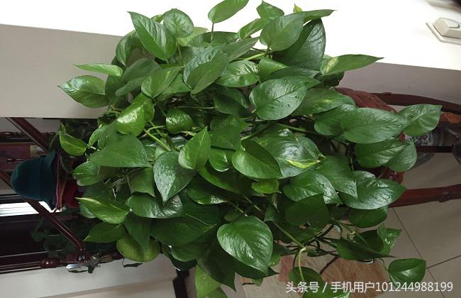 家里的绿萝有异味怎么办,卫生间养绿萝去异味吗