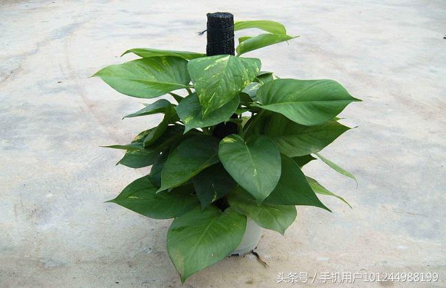 家里的绿萝有异味怎么办,卫生间养绿萝去异味吗