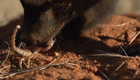 “非洲一霸”平头哥，作为动物界杠把子，它只怕物理伤害！涨姿势