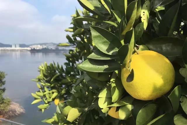 40岁大叔买下一座岛,大叔为钓鱼买下一座岛