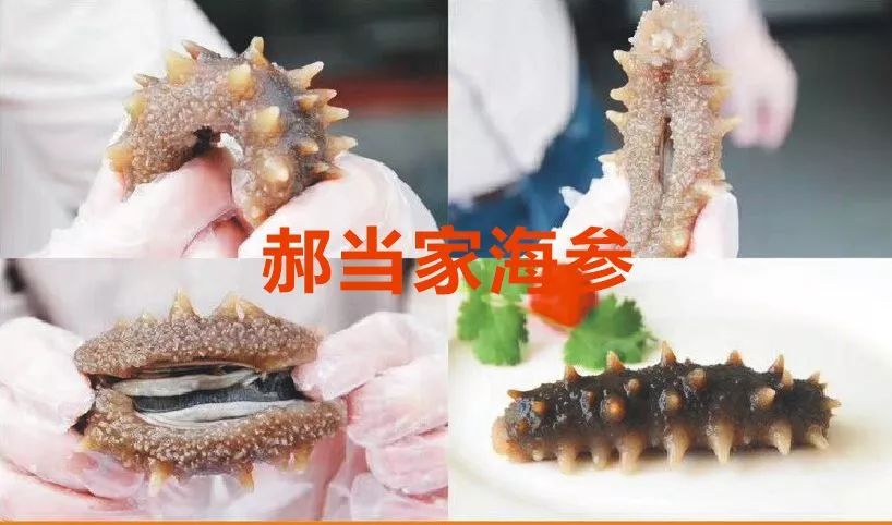 海参你必须知道的那些事,海参市场内幕视频