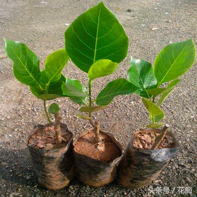 那么贵的水果能不能少买点,这么贵的水果怎么还不好吃