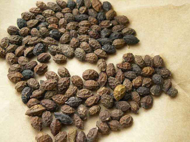 中药学专业大学排名,中药学专业去什么单位前途好