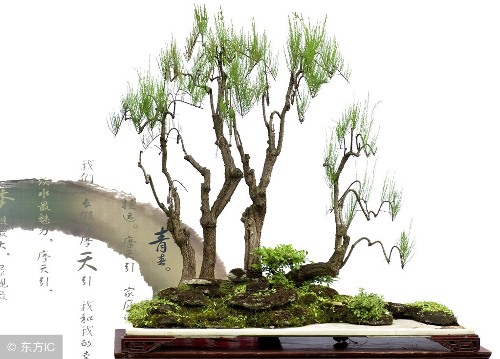 绝美优雅的盆景欣赏（太漂亮了，快分享给朋友吧！）