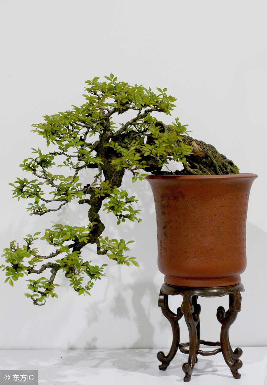 绝美优雅的盆景欣赏（太漂亮了，快分享给朋友吧！）