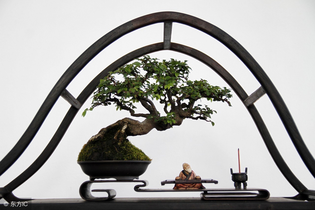 绝美优雅的盆景欣赏（太漂亮了，快分享给朋友吧！）