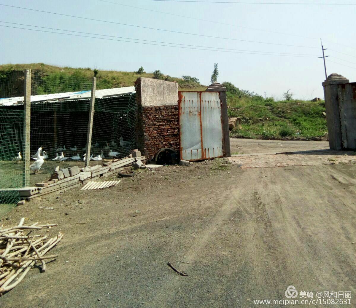 淄川哪有卖散养鸡,淄川三台山散养公鸡