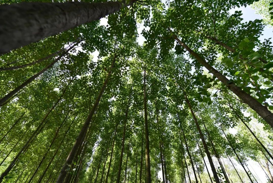 长武避暑胜地,长武青龙山避暑