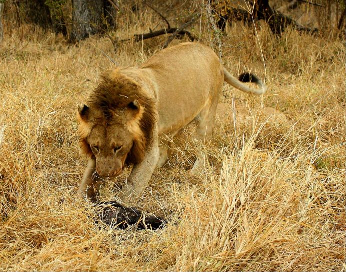 平头哥对战巨蜥,食蚁兽与平头哥对决