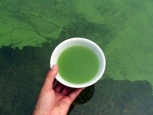 湖泊常见的浮游生物,湖泊出现奇特生物