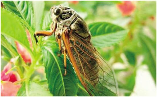 生态好了为啥动物会越来越多,生态变好鸟类吃鱼