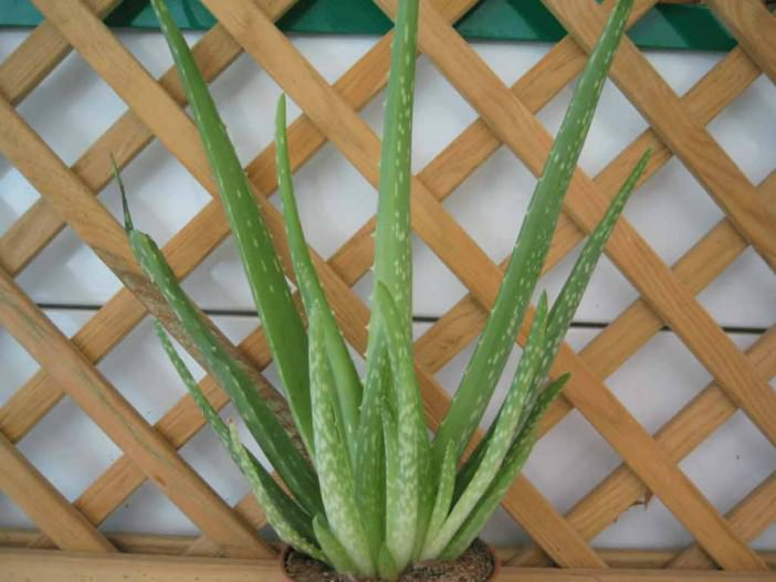 多肉植物有哪些可以食用,可食用的多肉植物