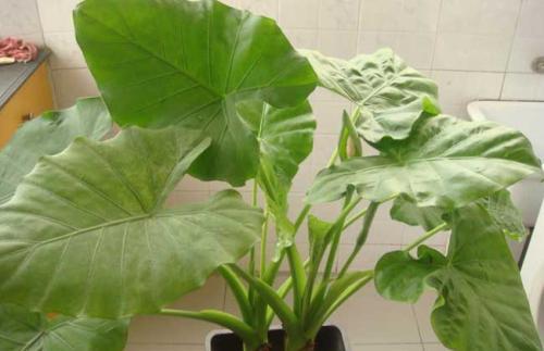 滴水观音根部腐烂有小白虫怎么办,滴水观音怎样修剪腐烂根部