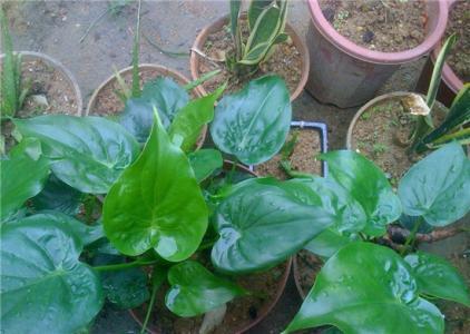 滴水观音根部腐烂有小白虫怎么办,滴水观音怎样修剪腐烂根部