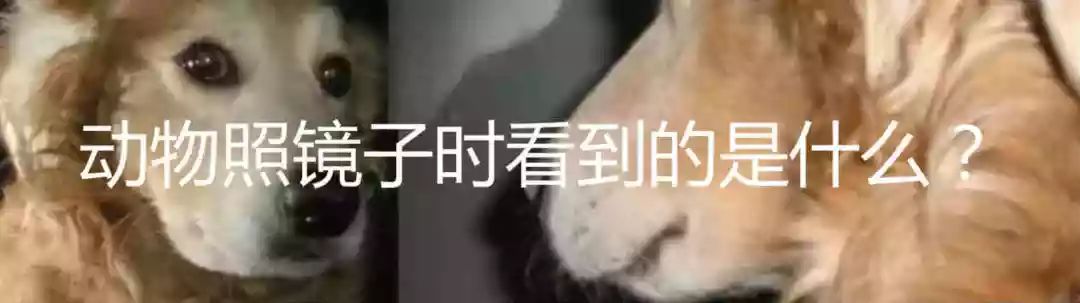 动物能感知人类心情吗,动物能感到开心吗