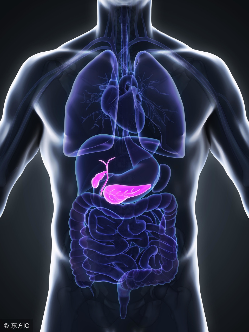 合理饮食习惯预防胆囊结石,饮食严格控制胆结石不长么