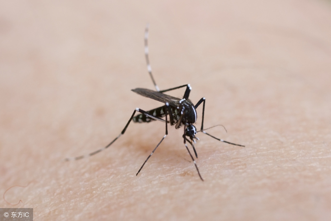 风油精孕妇可以用吗？它还有哪些不为人知的用途？