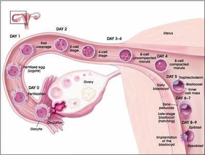 受孕着床过程走近科学,受孕着床的过程科普