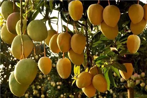 丽江市第一中学录取通知书,丽江市一中高中录取通知书