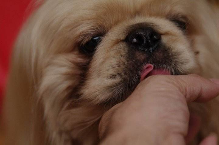 狗狗舔人眼睛是什么意思,狗狗咬你手指和舔你是代表什么