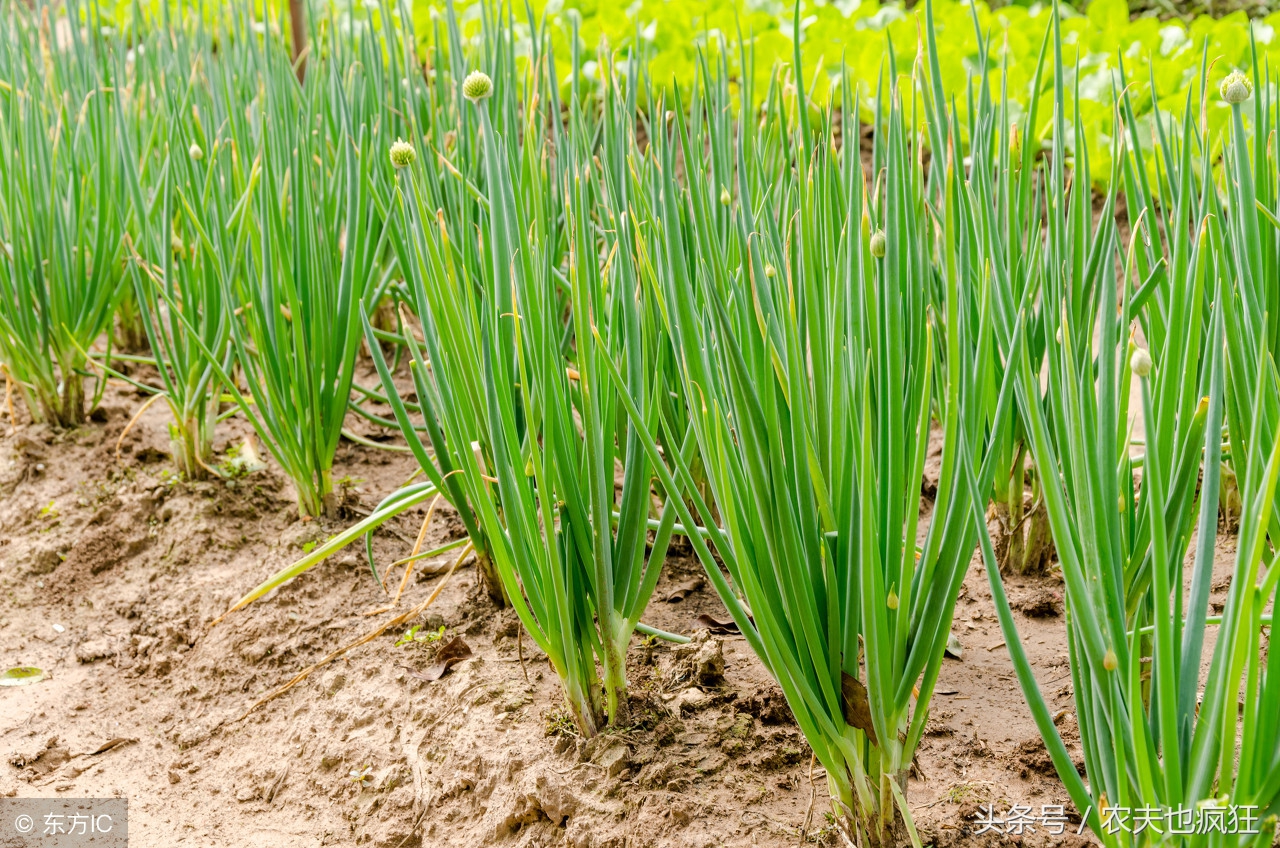 葱辣嘴蒜辣心芥末顺口溜,葱辣眼蒜辣心顺口溜陕西话