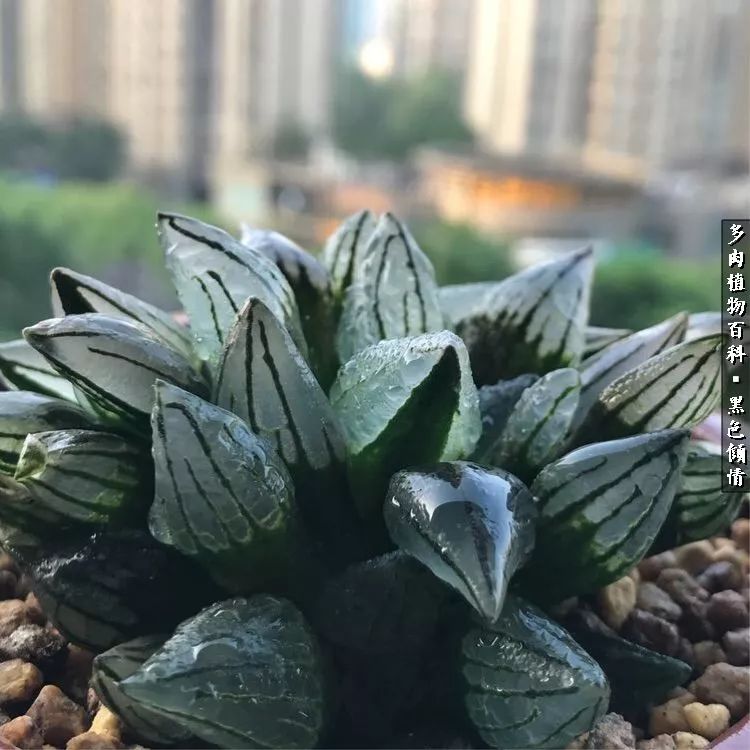 多肉的医用功效,多肉治愈句子