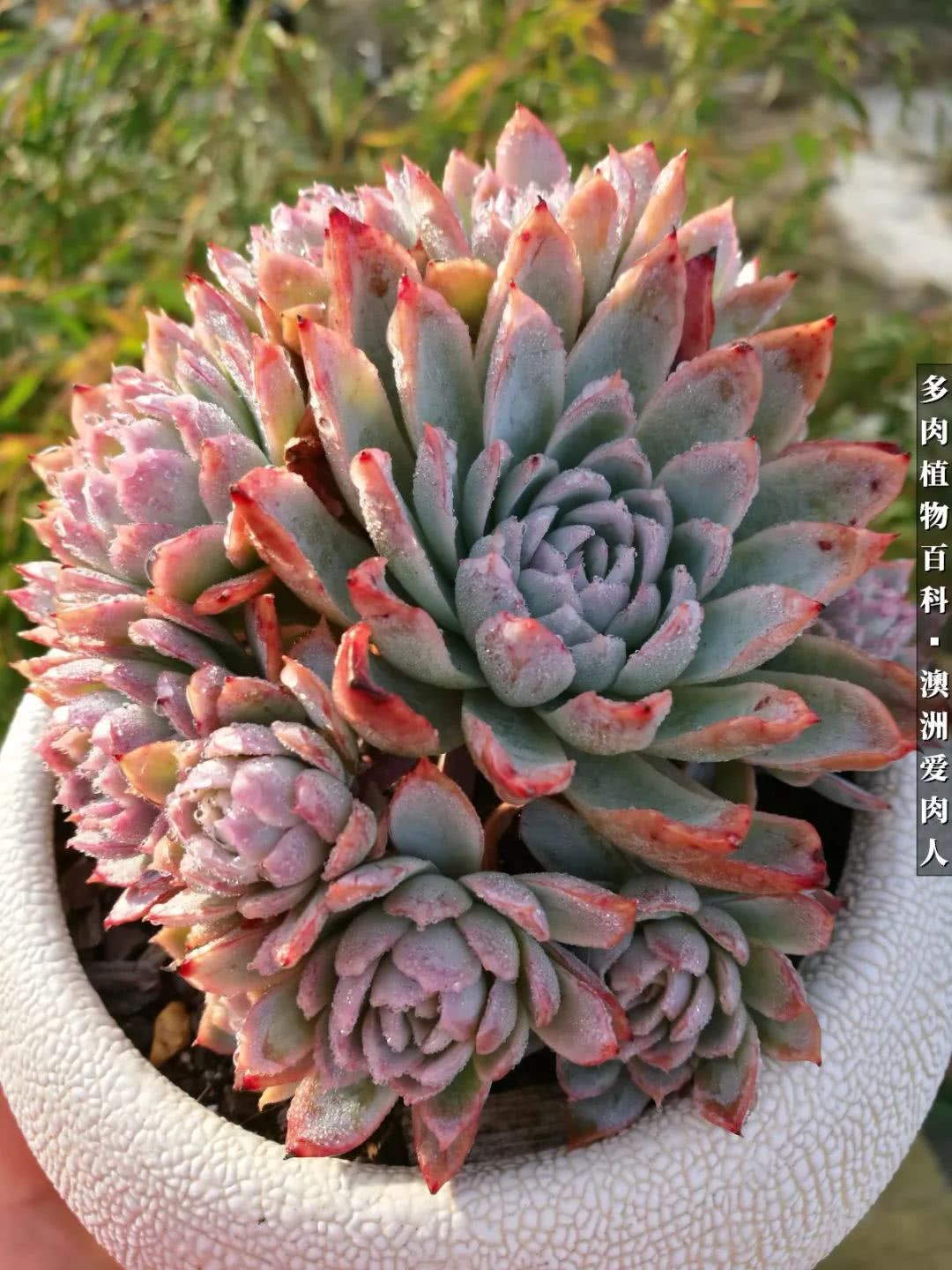 最耐晒的八款多肉,暖阳下的多肉美的不得了