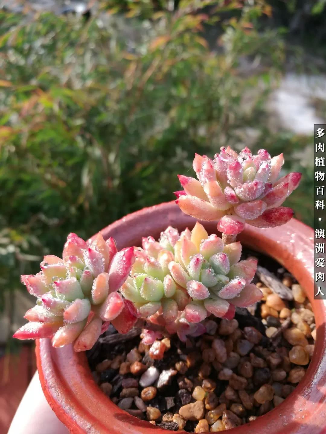 最耐晒的八款多肉,暖阳下的多肉美的不得了