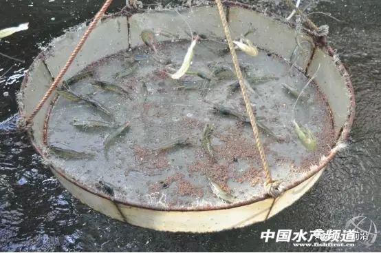 新品种“白金钢”!源自非洲亚丁湾,抗病力强,适应性广,到底什么来头?