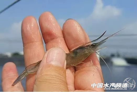 新品种“白金钢”!源自非洲亚丁湾,抗病力强,适应性广,到底什么来头?