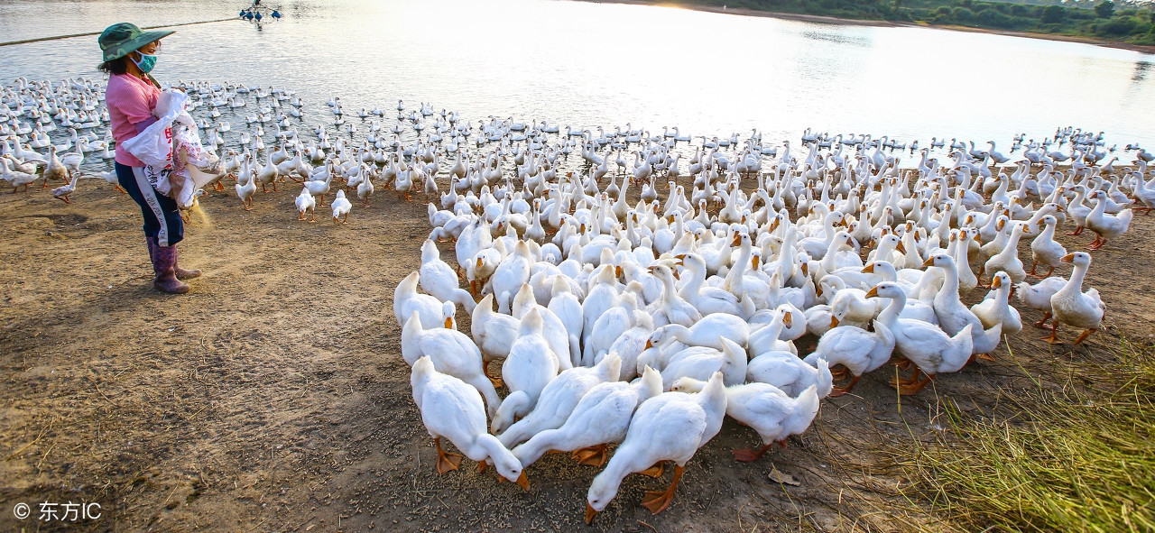 如何正确养殖雏鹅的方法和技巧,夏天雏鹅的饲养方法