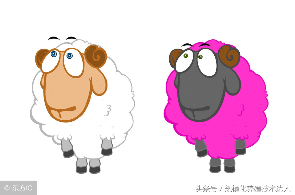 夏天养羊用什么药让羊少生病,养羊草料配什么药羊不生病