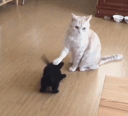 公猫总追着咬母猫怎么回事,家里的公猫为什么追着母猫打