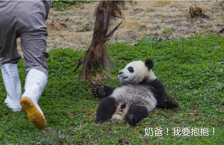 怎么给大熊猫和小熊猫取名,150秒看懂大熊猫起名那些事儿