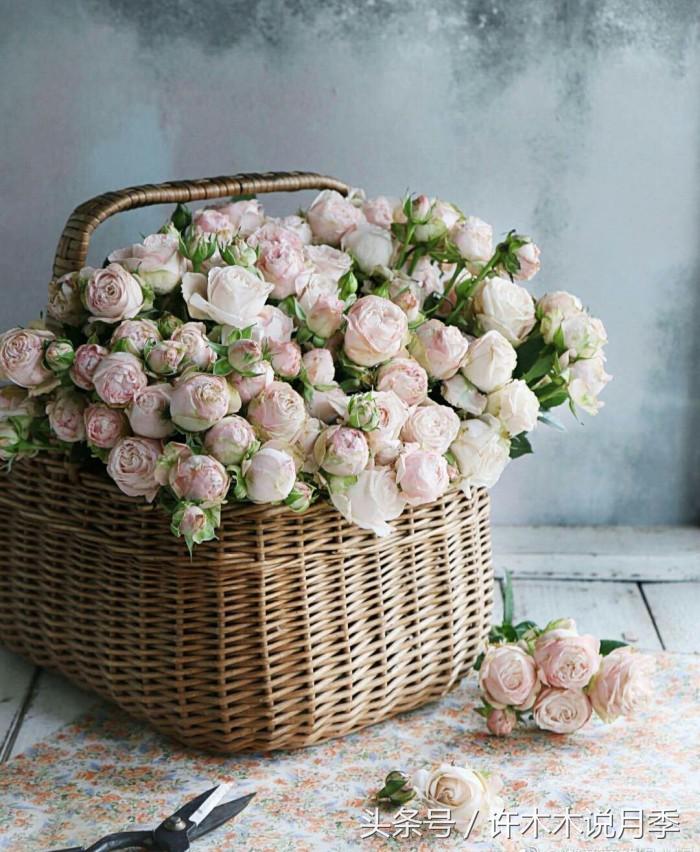 别再被骗了，木木教你如何区分月季、玫瑰、蔷薇