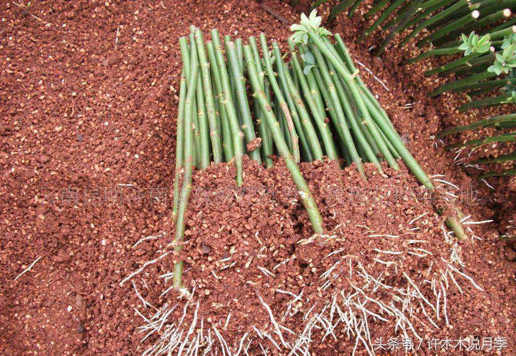 别再被骗了，木木教你如何区分月季、玫瑰、蔷薇