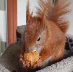 宠物松鼠到底有没有病,宠物松鼠兔的日常