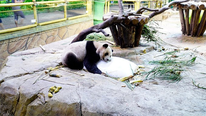 带小孩去长隆欢乐世界畅玩一天,暑假带娃去广州长隆野生动物世界