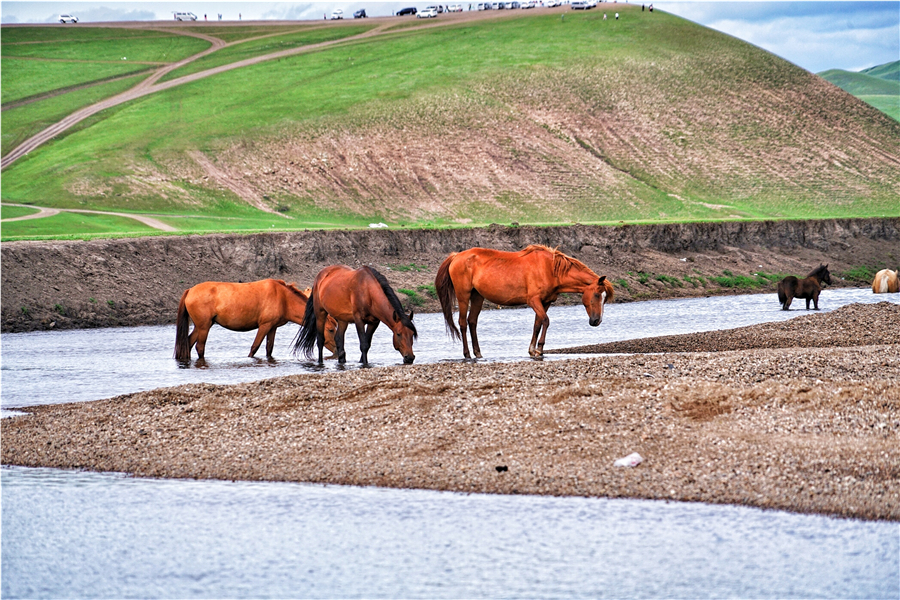 莫日格勒河在呼伦贝尔大草原吗,呼伦贝尔自由行露营攻略