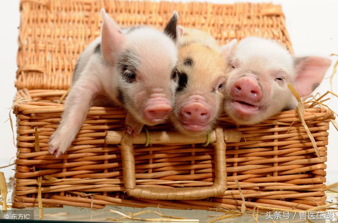 小猪出生多久剪牙最好,小猪剪牙什么时间最好