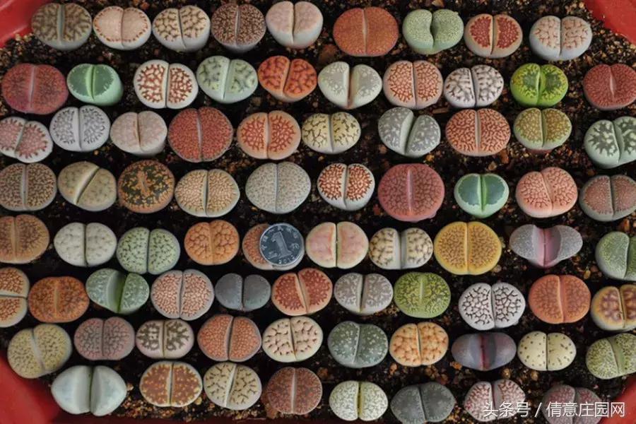 多肉到底可不可以吃,所有多肉都可以吃吗