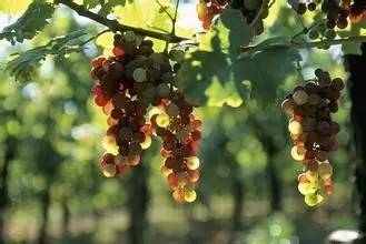 本周全国葡萄产地价格参考