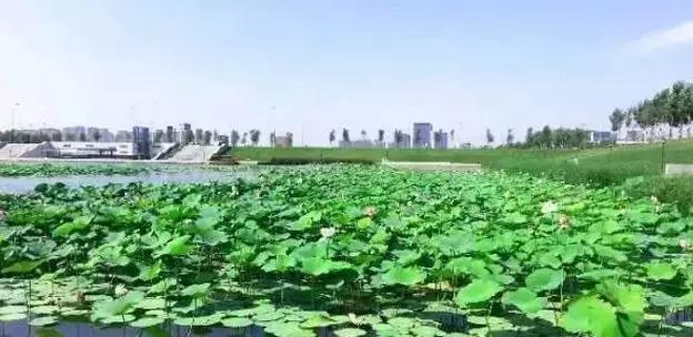 去沈阳哪里看荷花好玩一点,沈阳荷花旅游文化节时间
